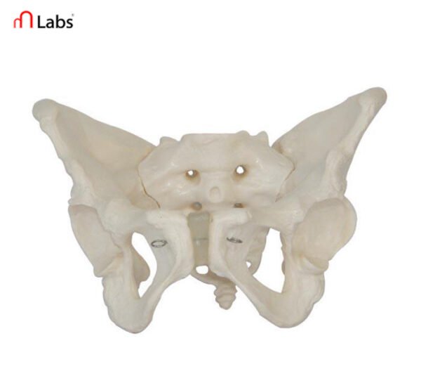 Adult Female Pelvis