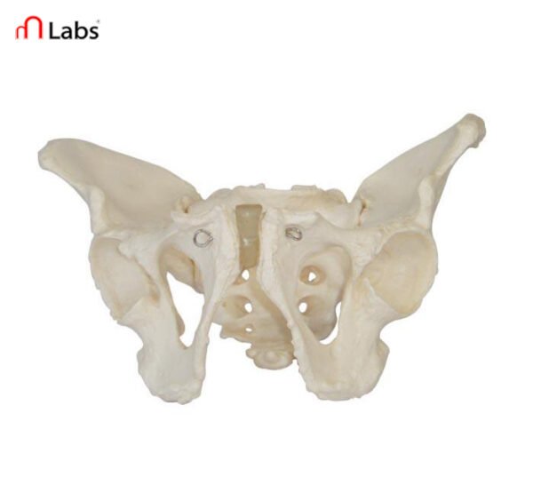 Adult Male Pelvis