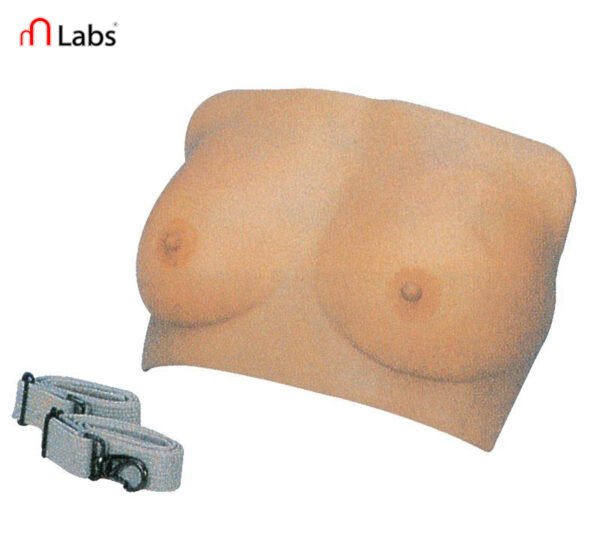 Breast Examination Model